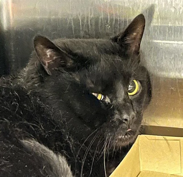 An adult large-sized male Black Domestic Short Hair cat named Algebra for adoption in Tavares, FL
