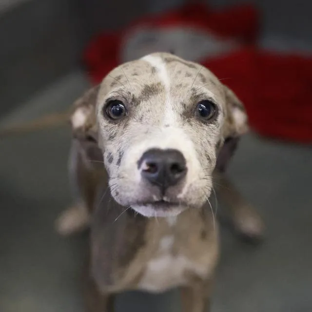 A young small-sized female American Staffordshire Terrier dog named Hazel for adoption in San Antonio, TX