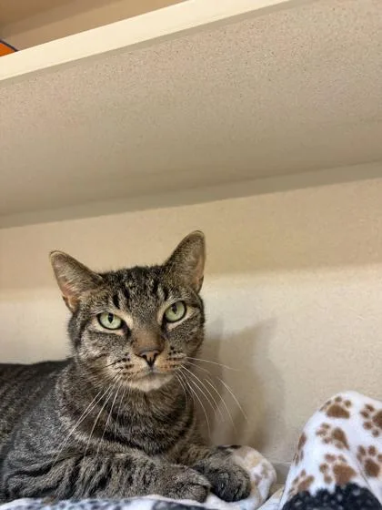 An adult medium-sized male Domestic Short Hair cat named Jimothy for adoption in New Hope, PA