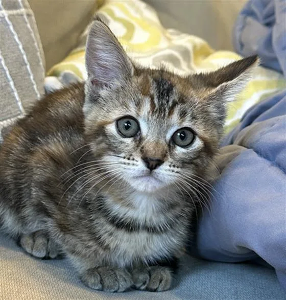 Peaches
