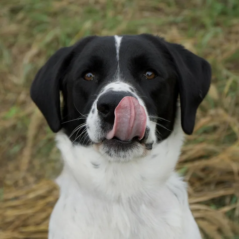 An adult large-sized male White / Cream Pointer dog named Cooper for adoption in Harrisonburg, VA