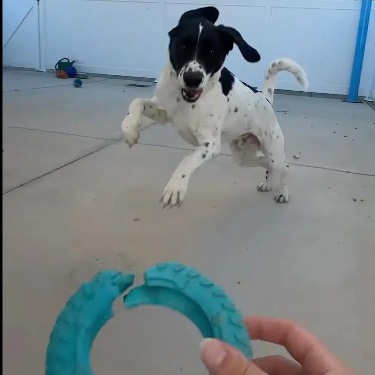 Cooper thumbnail 4