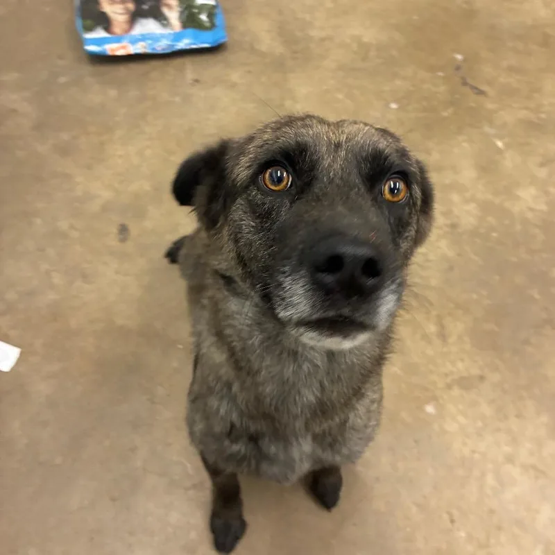 A young small-sized male Mixed Breed dog named Acrobat for adoption in Corbin, KY