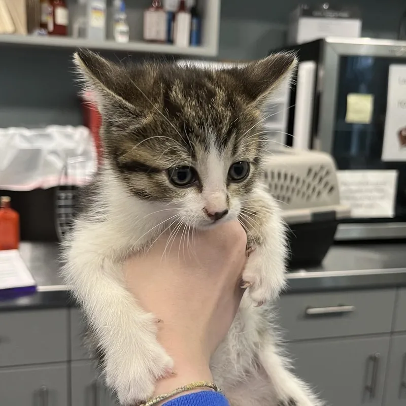 A baby small-sized female Brown / Chocolate Domestic Short Hair cat named Ford for adoption in Greensboro, NC