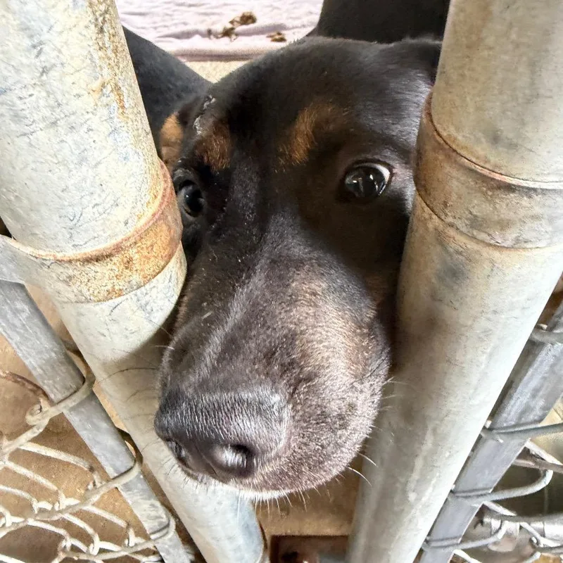 A baby medium-sized male Mixed Breed dog named Slate for adoption in Lake Panasoffkee, FL
