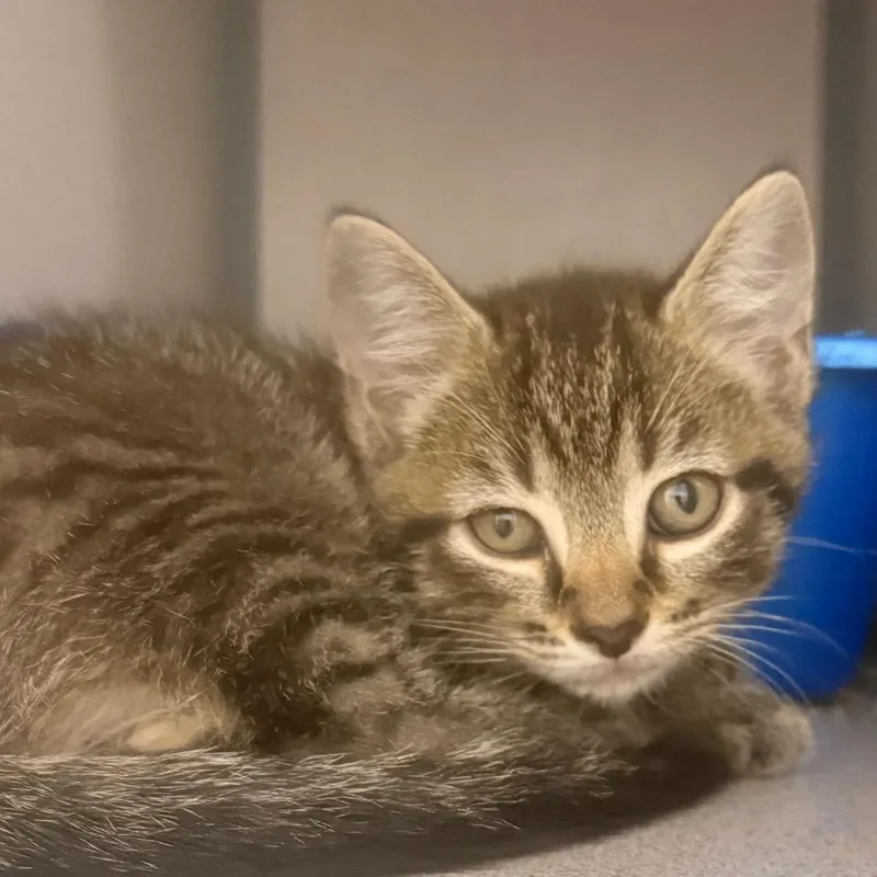 A baby small-sized female Brown / Chocolate Domestic Short Hair cat named Patty for adoption in Evansville, IN