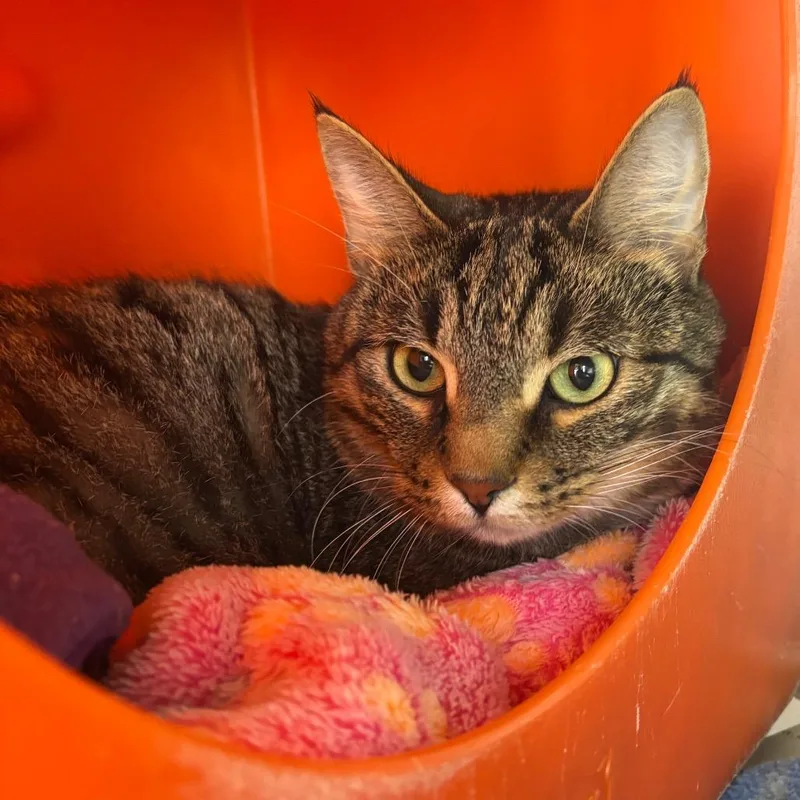 An adult extra large-sized male Brown / Chocolate Domestic Short Hair cat named Derek for adoption in Waukesha, WI
