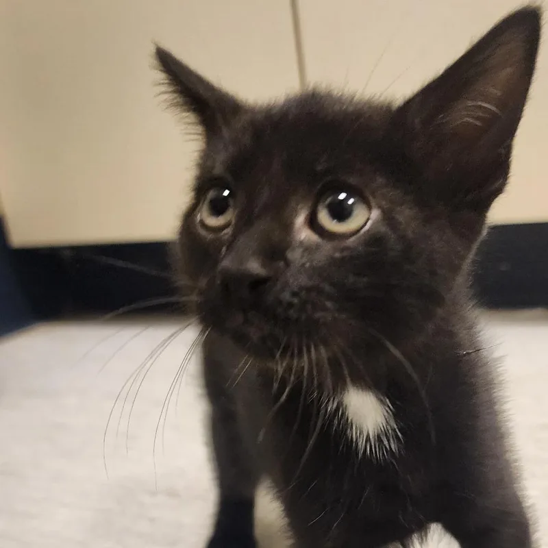 A baby small-sized male Black Domestic Short Hair cat named Eclipse for adoption in Elizabeth City, NC