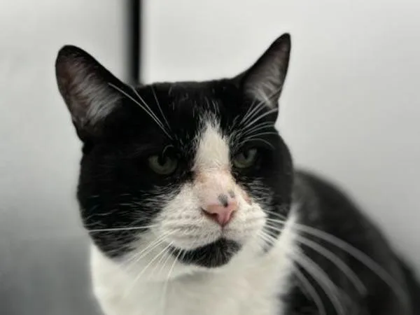 An adult small-sized male Domestic Short Hair cat named Buckles for adoption in Portland, OR