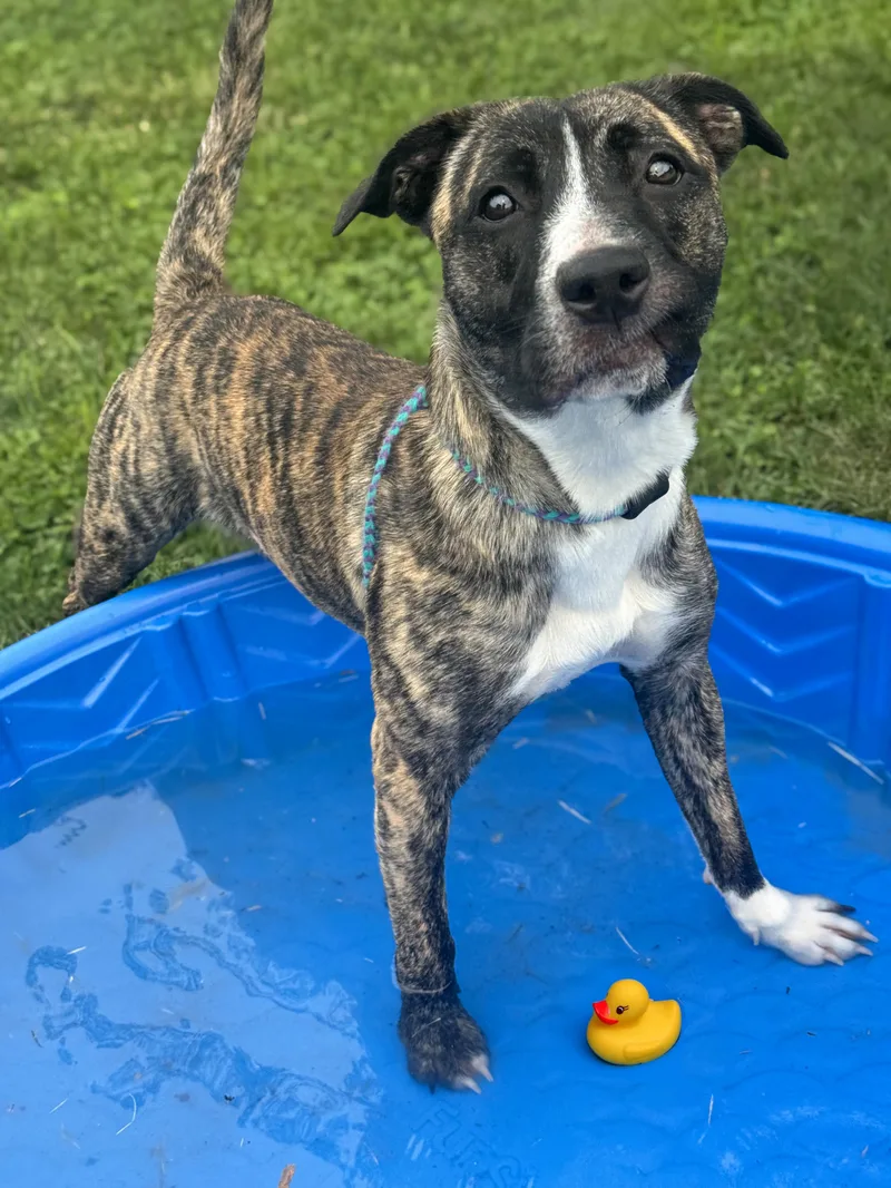 An adult medium-sized male Brindle Boxer dog named Ducky for adoption in Anderson, IN