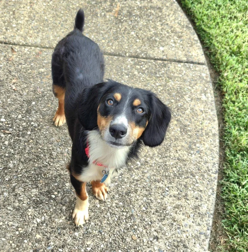 An adult medium-sized male Beagle dog named Larry for adoption in Aurora, IL