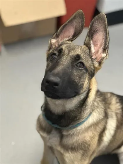 A baby medium-sized female Mixed Breed dog named Kimberly for adoption in West Chester, PA