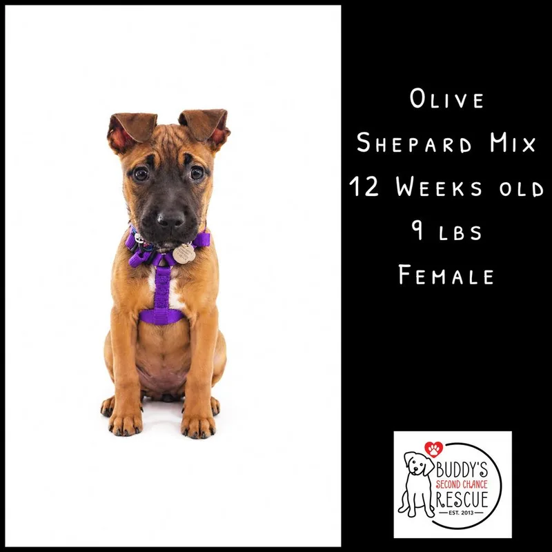 Olive thumbnail 4