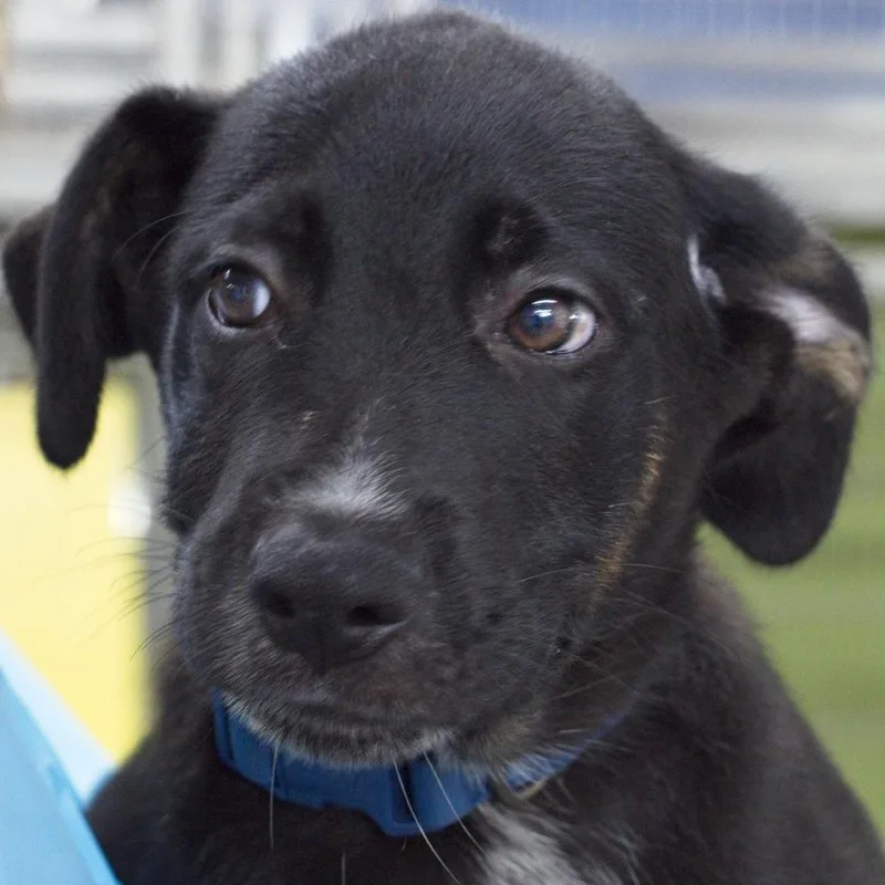 A baby small-sized male Black Rottweiler dog named Pluto for adoption in South Elgin, IL