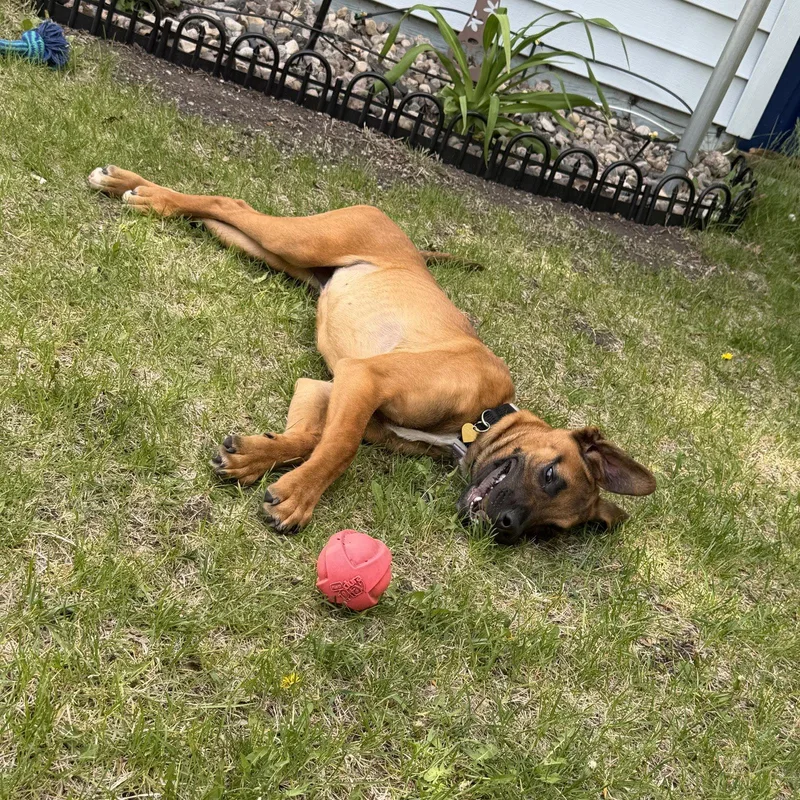 A young medium-sized female Boxer dog named Bilmuri for adoption in Fargo, ND