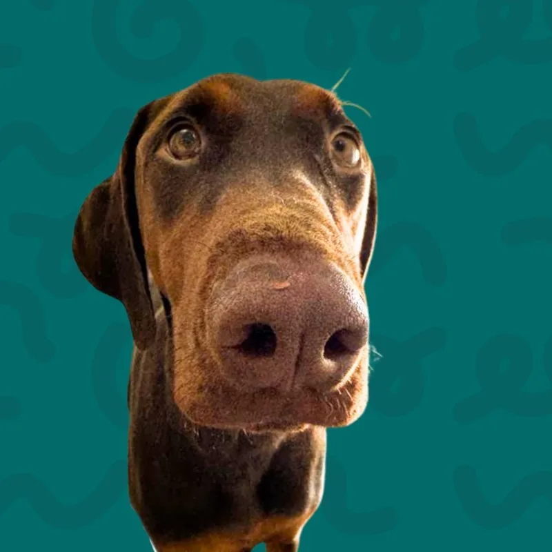 A young large-sized female Brown / Chocolate Doberman Pinscher dog named Chula for adoption in Reno, NV