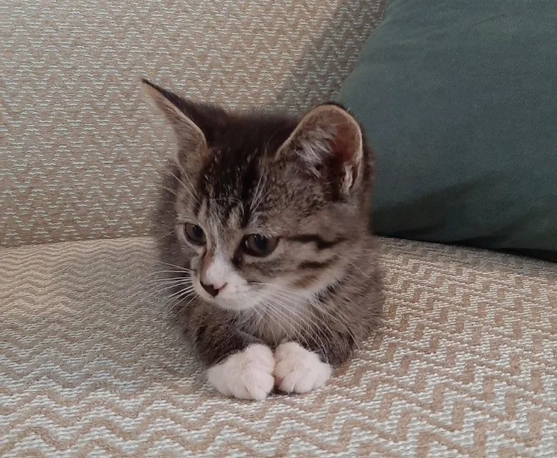 Buckwheat thumbnail 2