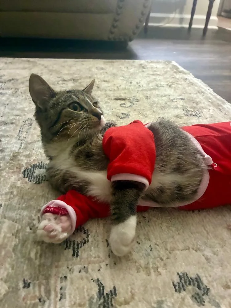 Buckwheat thumbnail 3