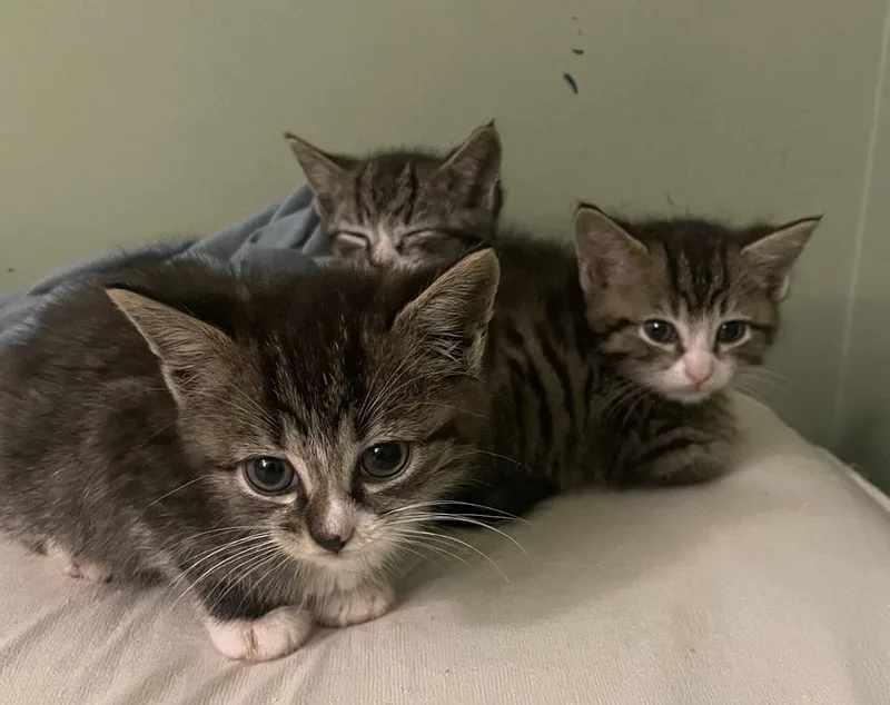 Buckwheat thumbnail 4