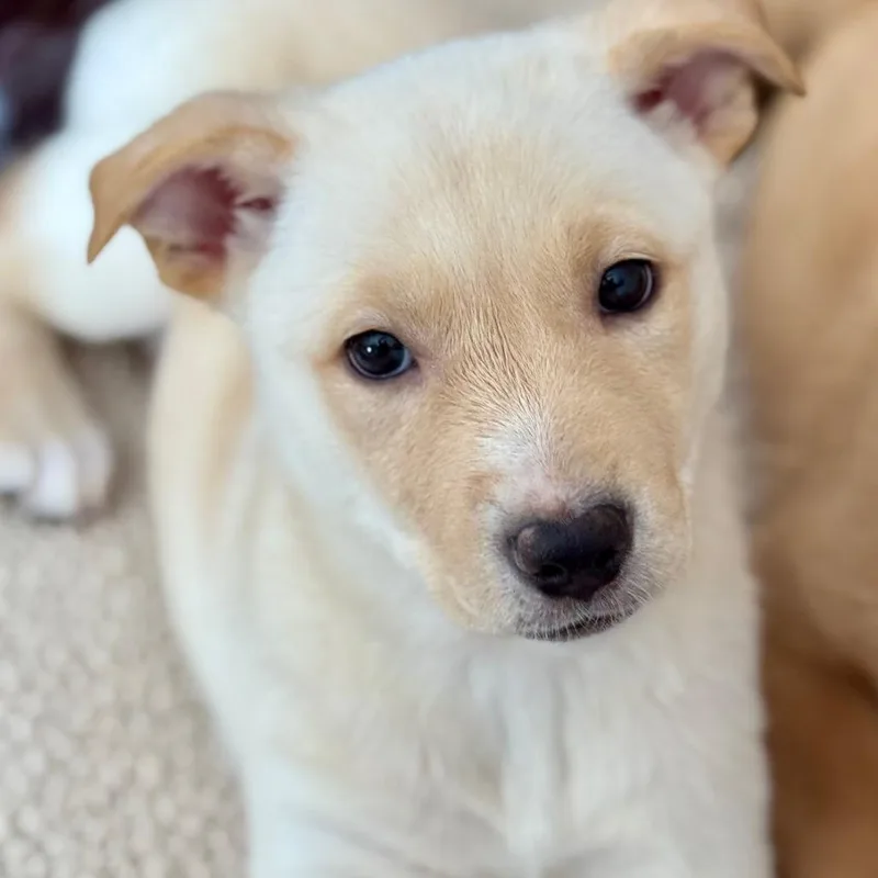 Lakota D thumbnail 2