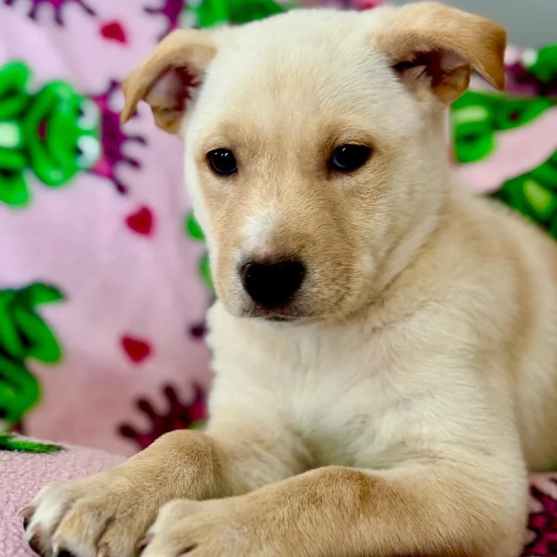 Lakota D thumbnail 4