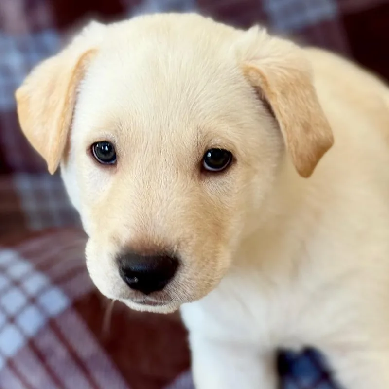 Lakota D thumbnail 5