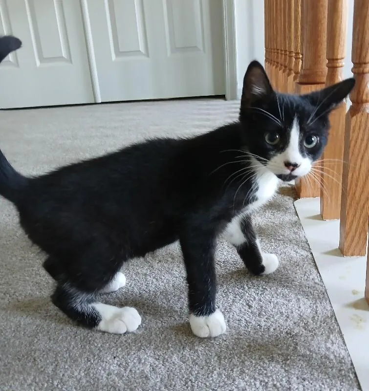 A baby medium-sized male Black & White / Tuxedo Domestic Short Hair cat named Mario for adoption in Colmar, PA