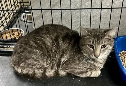 Trace Catkin thumbnail 2