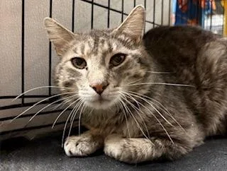 Trace Catkin thumbnail 3