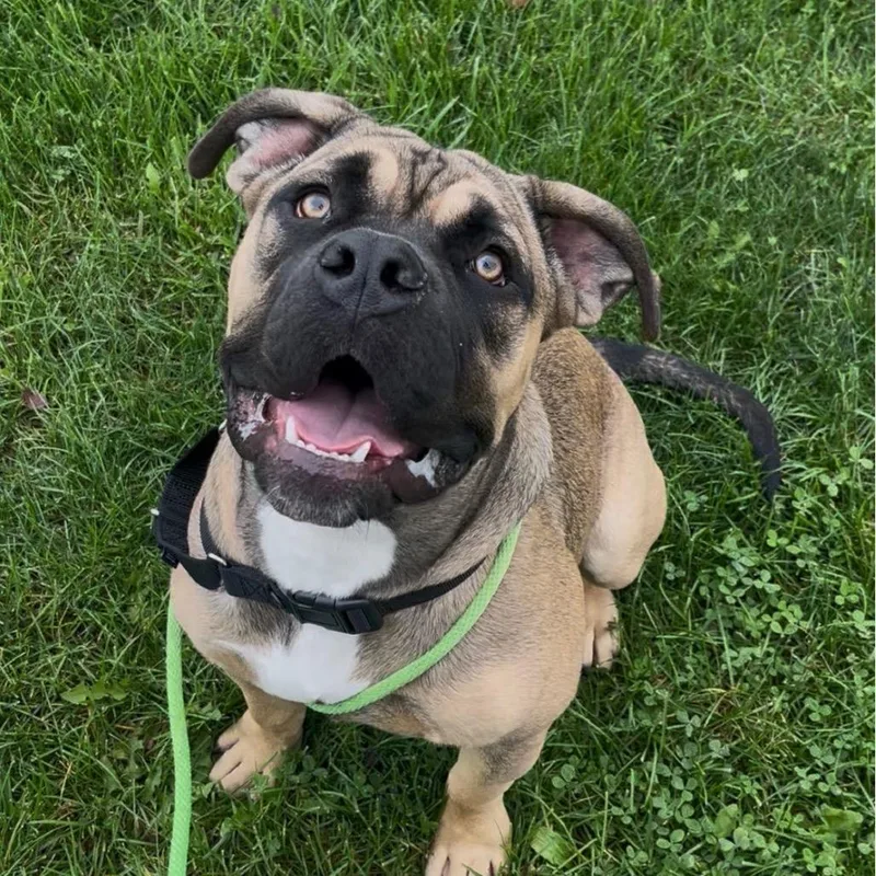 A young large-sized male White / Cream Presa Canario dog named Parrish for adoption in Marysville, OH