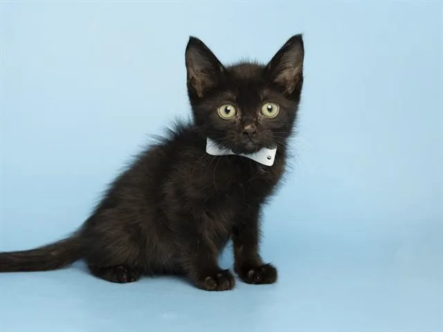 A baby small-sized male Domestic Short Hair cat named Nugget for adoption in Phoenix, AZ