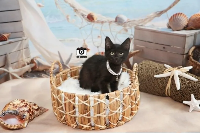 A baby medium-sized female Black Domestic Short Hair cat named Mourano for adoption in Overland Park, KS