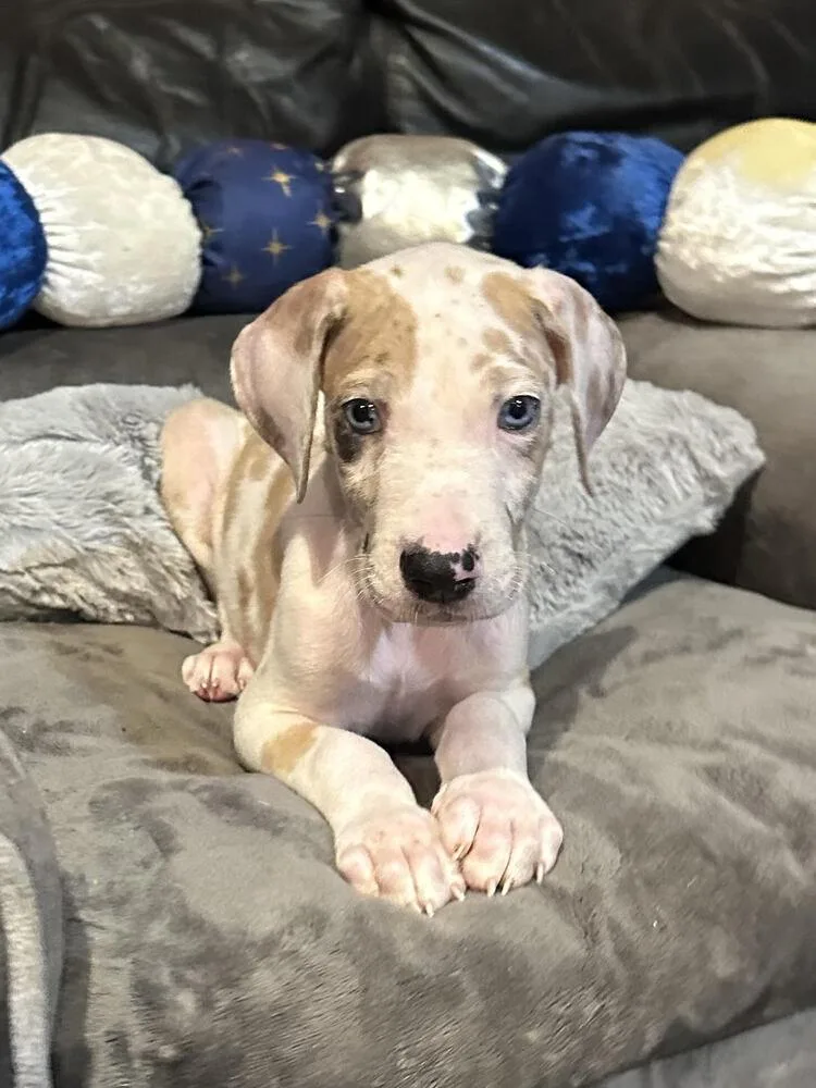 A baby large-sized male Great Dane dog named Astro for adoption in Milton, GA