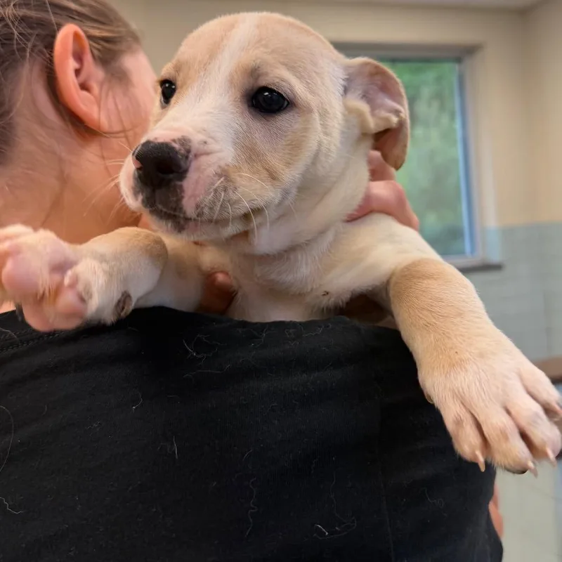A baby small-sized female Black Mixed Breed dog named Havoc for adoption in Hamilton, GA