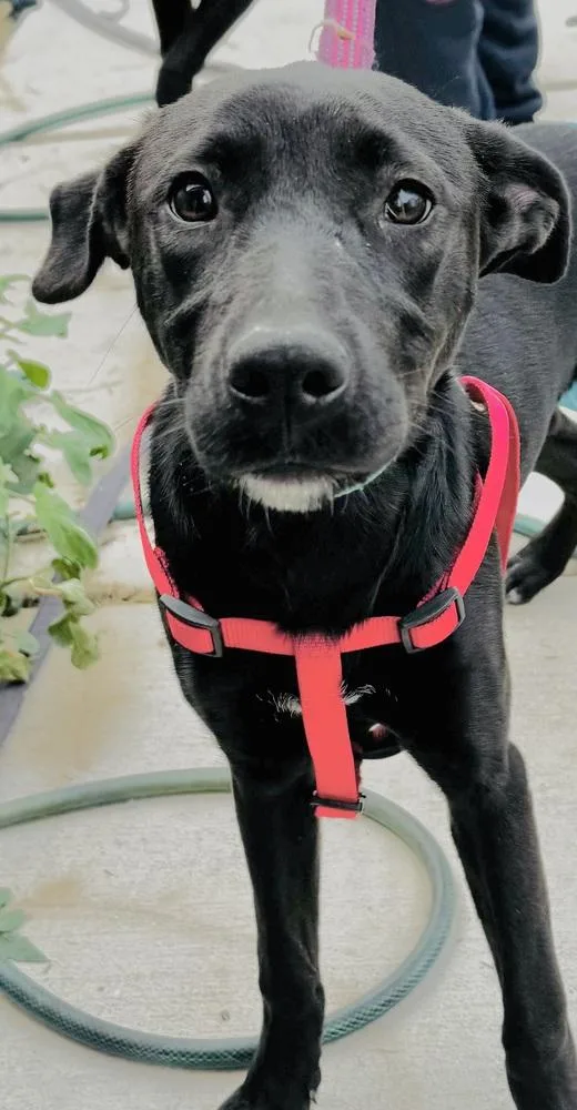 A young medium-sized female Tricolor (Brown, Black, & White) Terrier dog named Raven for adoption in San Antonio, TX