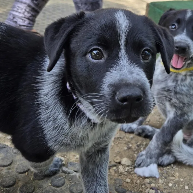 A baby medium-sized female Black Australian Cattle Dog / Blue Heeler dog named Lavender for adoption in Mansfield, TX