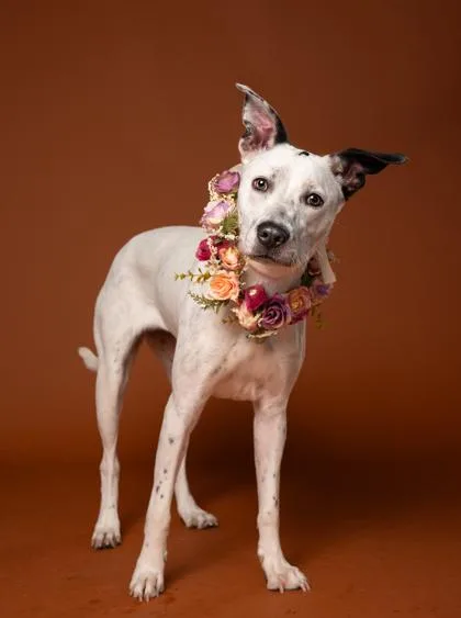 A young medium-sized female Pit Bull Terrier dog named Glo for adoption in Atlanta, GA