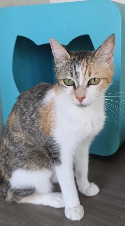 An adult small-sized female Domestic Short Hair cat named Chai for adoption in Honolulu, HI