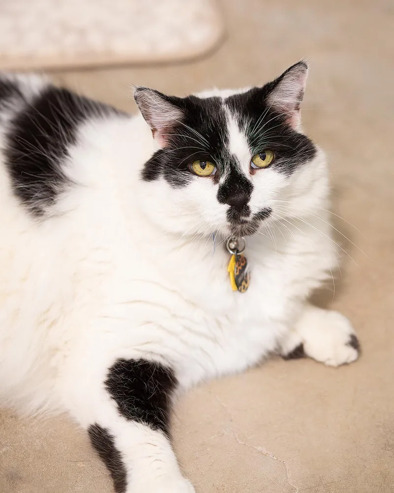 A senior large-sized male Black & White / Tuxedo Domestic Long Hair cat named Britches for adoption in Marana, AZ