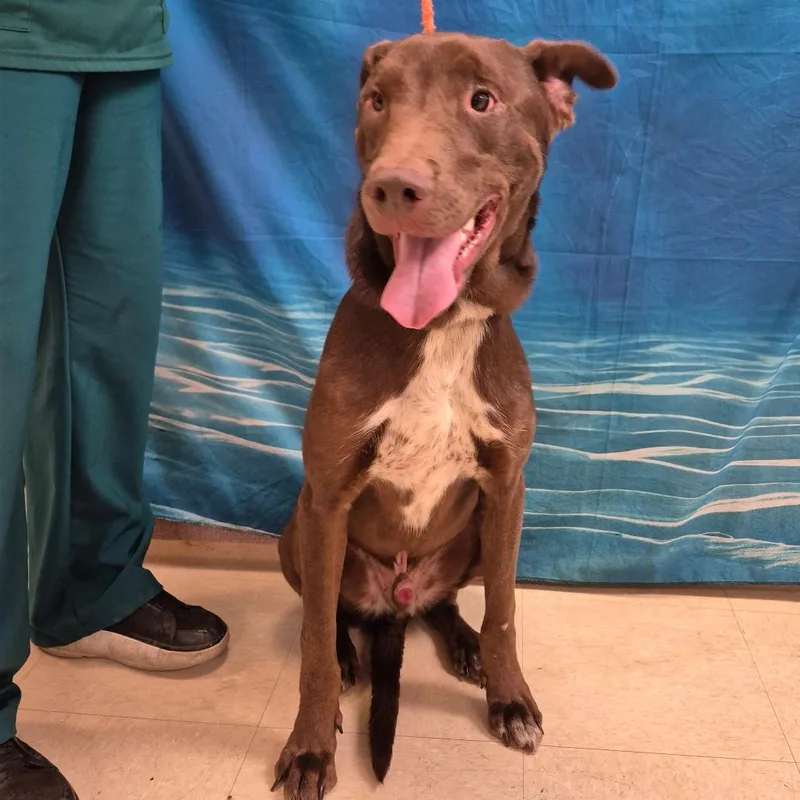 An adult medium-sized male Brown / Chocolate Mixed Breed dog named Hachi for adoption in Lake Panasoffkee, FL