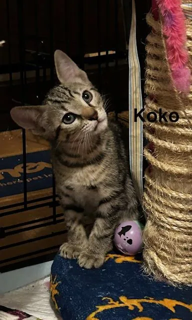 A baby medium-sized female Tabby (Brown / Chocolate) Domestic Short Hair cat named Koko for adoption in Los Angeles, CA