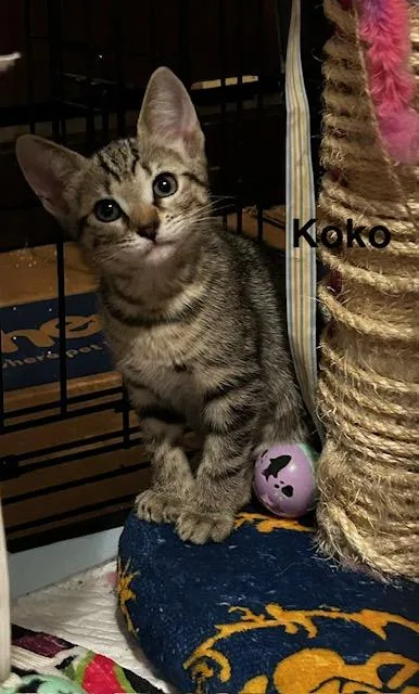 Koko thumbnail 3