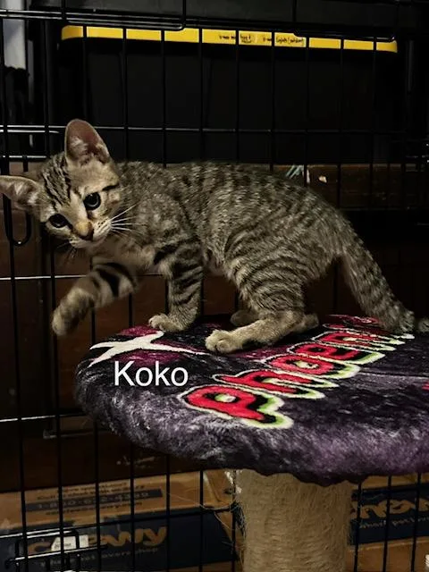Koko thumbnail 4