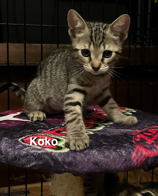 Koko thumbnail 5