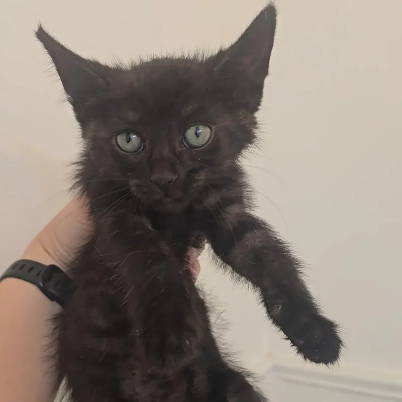 A baby small-sized female Domestic Short Hair cat named Piggly Wiggly for adoption in Jarrettsville, MD