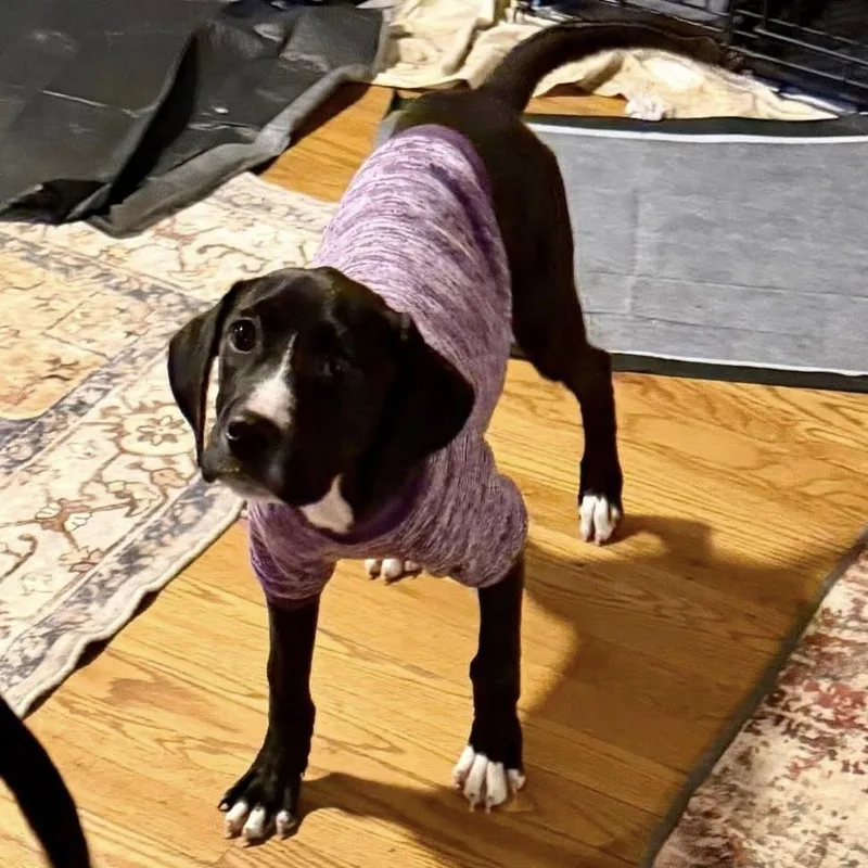 Clara Bow thumbnail 2