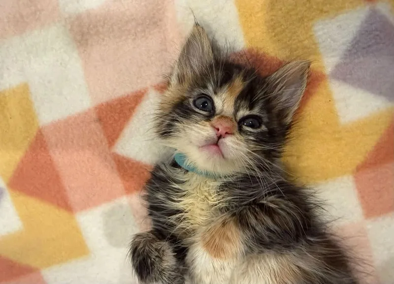 A baby medium-sized female Domestic Short Hair cat named Kealoha for adoption in Lincoln, CA