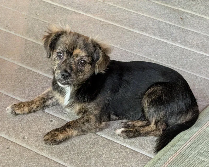 A baby medium-sized female Spaniel dog named Ariyah for adoption in Alpharetta, GA