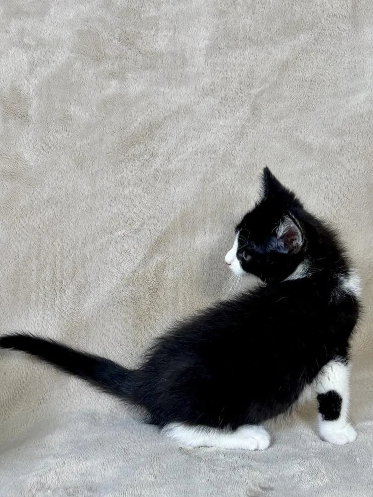 A baby small-sized male Black & White / Tuxedo Domestic Short Hair cat named Aspen for adoption in Salinas, CA
