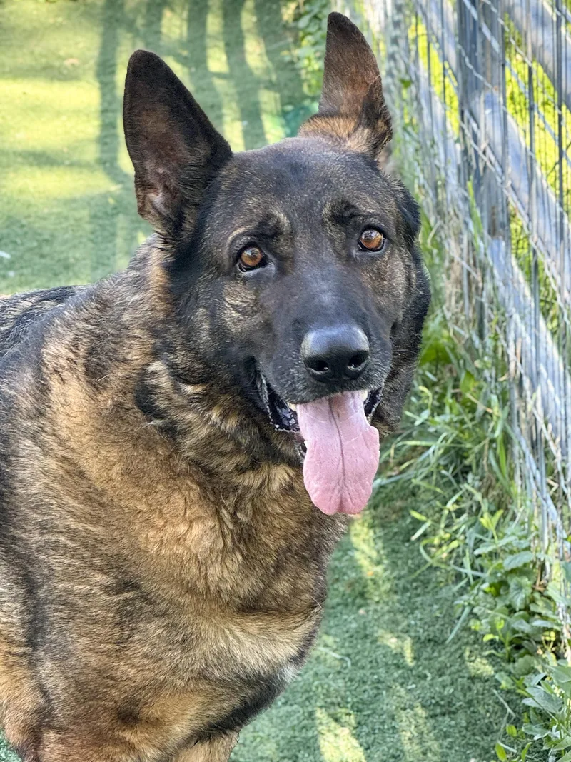An adult extra large-sized male Black German Shepherd Dog dog named Blake for adoption in Anderson, IN